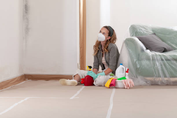 Reliable Basement Mold Removal contractor in Westville, IL by Cheap Mold Removal