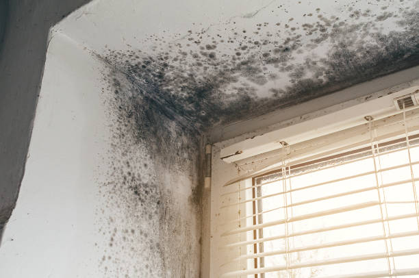 Affordable Basement Mold Removal solutions in Westville, IL