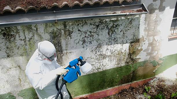 Trusted Crawl Space Mold Removal service in Westville, IL - Cheap Mold Removal